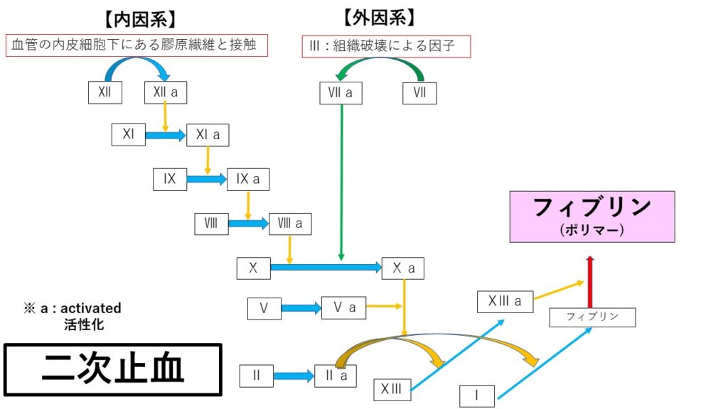 二次止血の様子02